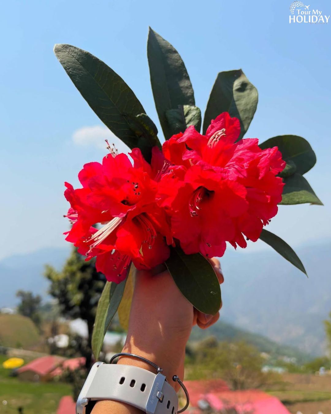 Kanatal Tour Package from Delhi | Nature & Adventure Trip